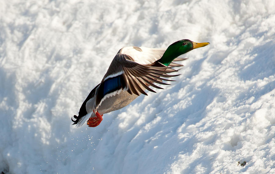 Flying Mallard Duck Photograph by Sam Amato