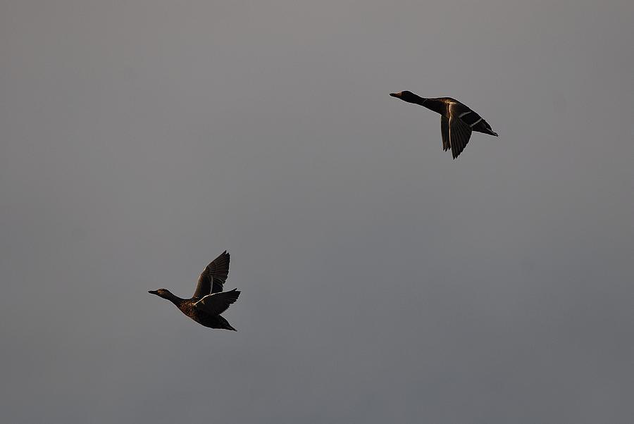 Flying mallards Photograph by David Campione