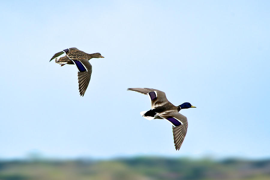 Flying Mallards Photograph by Stephen Johnson