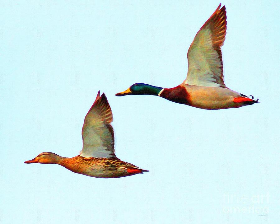 Flying Mallards Photograph by Wingsdomain Art and Photography