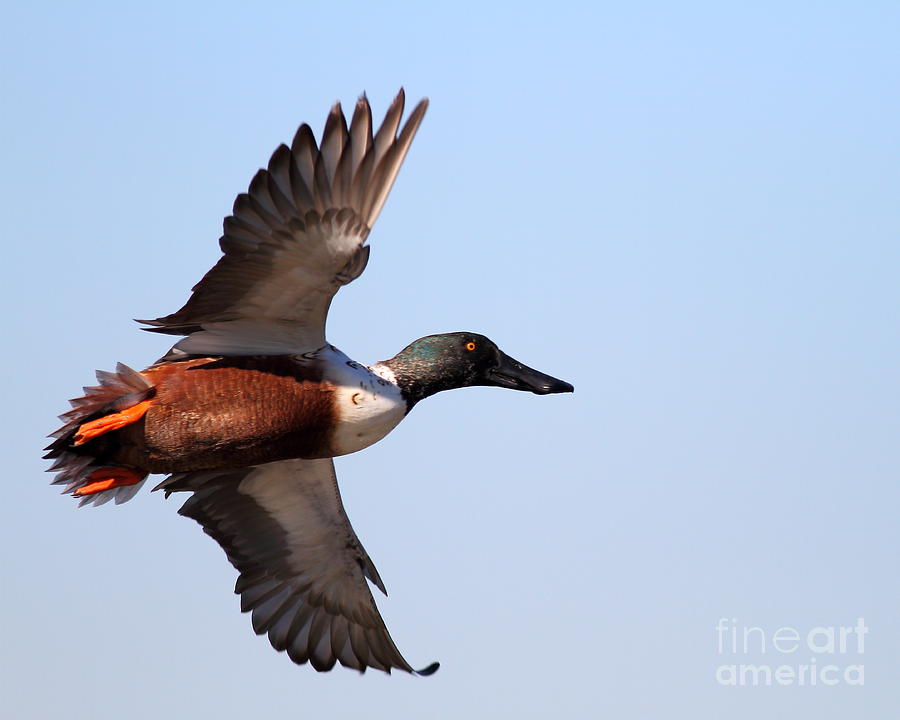 Flying Northern Shoveler Duck . 7D8654 Photograph by Wingsdomain Art and Photography