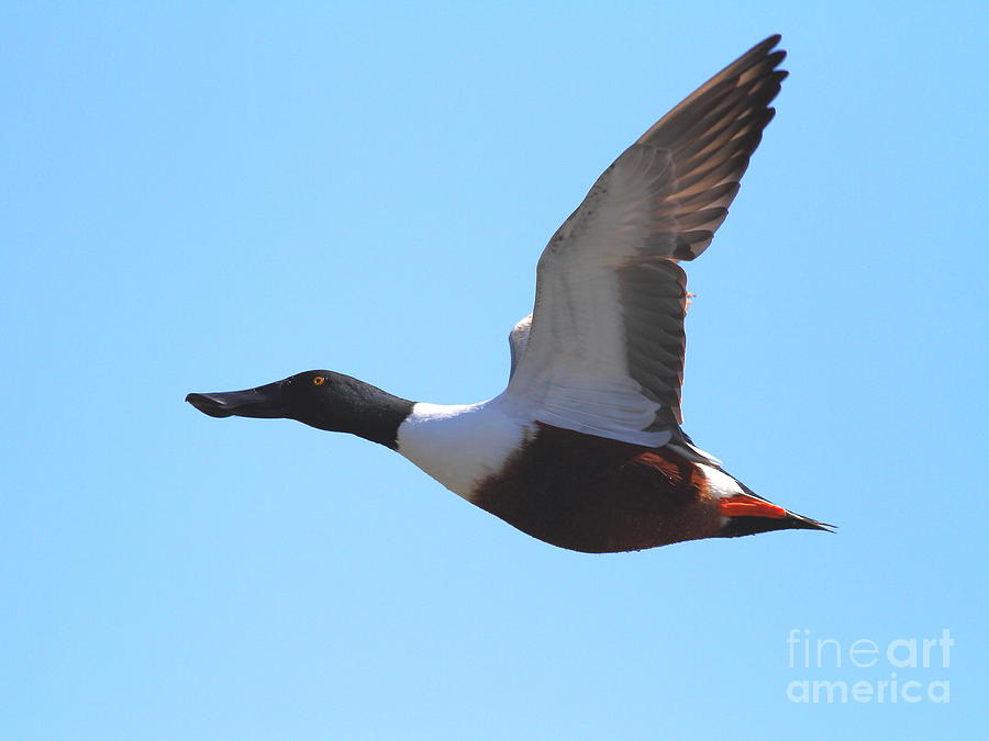 Flying Northern Shoveler Duck . 7D8729 Photograph by Wingsdomain Art and Photography