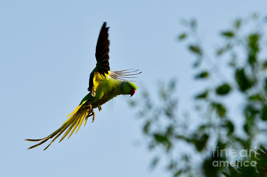 Flying Parakeet Photograph by Pravine Chester