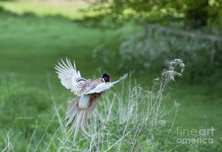 Flying Pheasant Photograph by Andrew  Michael