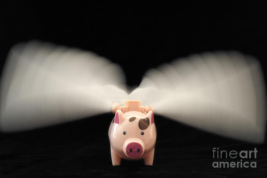 Flying Pig toy with wings Photograph by Sami Sarkis