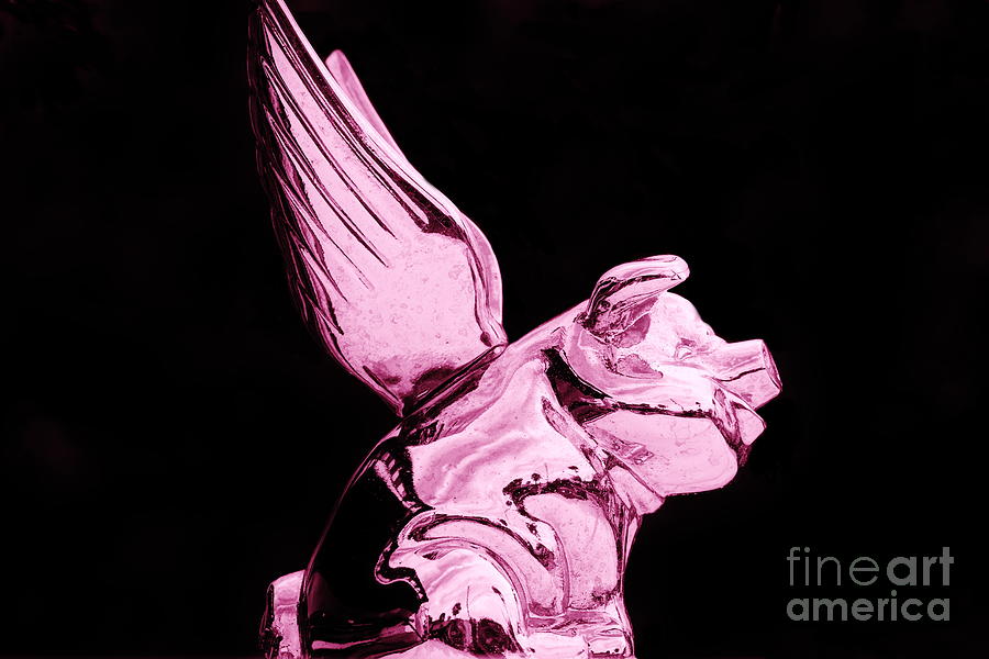 Flying Pink Pig Photograph by Lynda Dawson-Youngclaus