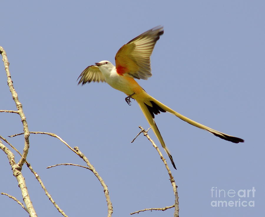 Flying Scissortail Photograph by Robert Frederick