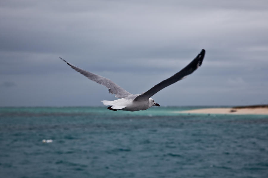 Flying Seagull Photograph by Carole Hinding