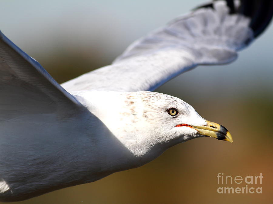 Flying Seagull Closeup Photograph by Wingsdomain Art and Photography