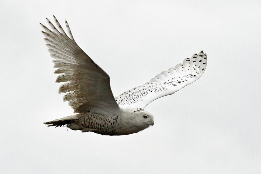Flying snowy owl Photograph by Pierre Leclerc Photography