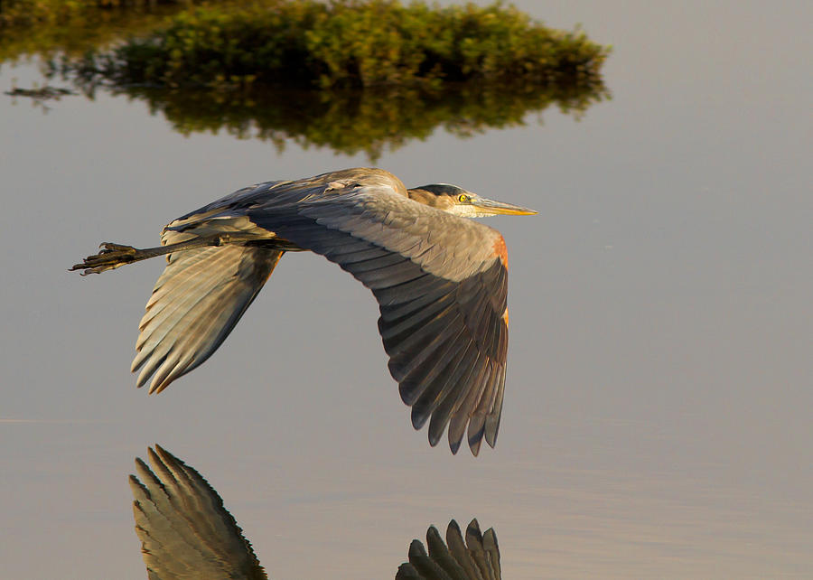 Heron Photograph - Flying solo by Carl Jackson