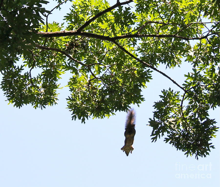 Flying squirrel Photograph by Pamela Walrath