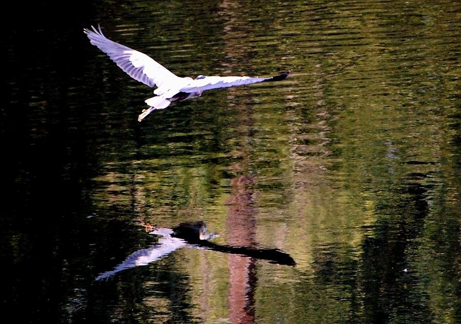 Heron Digital Art - Flying Upriver by Don Mann