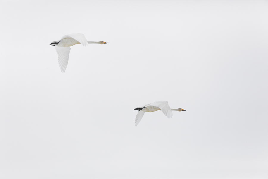 Flying Whooper Swans Photograph by Ulrich Kunst And Bettina Scheidulin