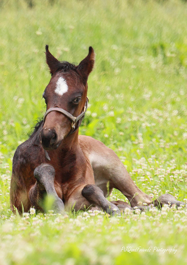 Foal at Rest in Pasture Photograph by PJQandFriends Photography