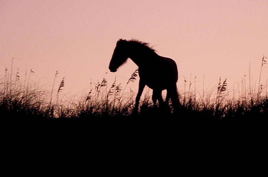 Foal At Sunset Photograph by Kim Galluzzo