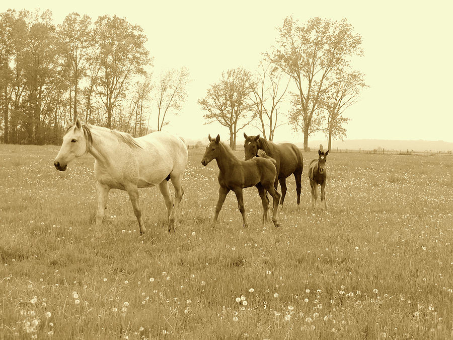 Foals and Mares on a Foggy Morning in Sepia Mixed Media by Bruce Ritchie