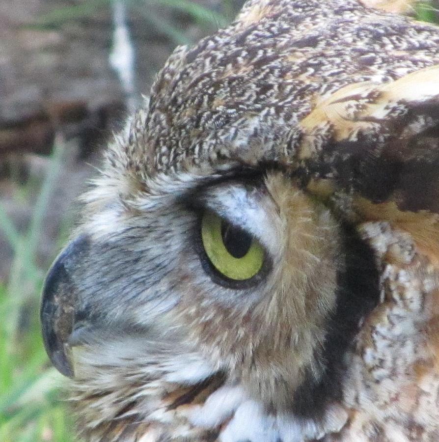 Focused Owl Photograph by Diane Burroughs