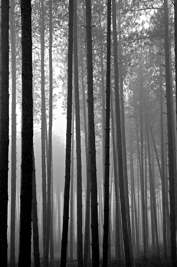 Fog and Pines 2 Photograph by John Bartosik