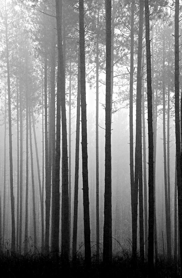 Fog and pines 4 Photograph by John Bartosik