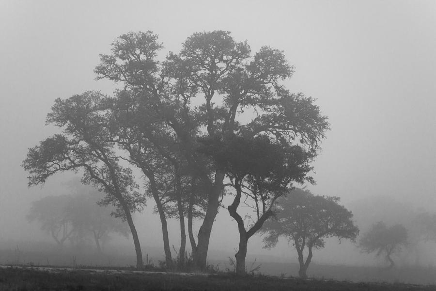 Fog and Trees Photograph by Paul Huchton