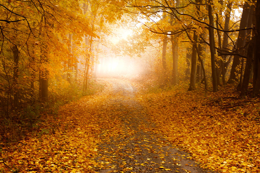 Leaves Of Gold Photograph - Fog at the end of the lane by Randall Branham