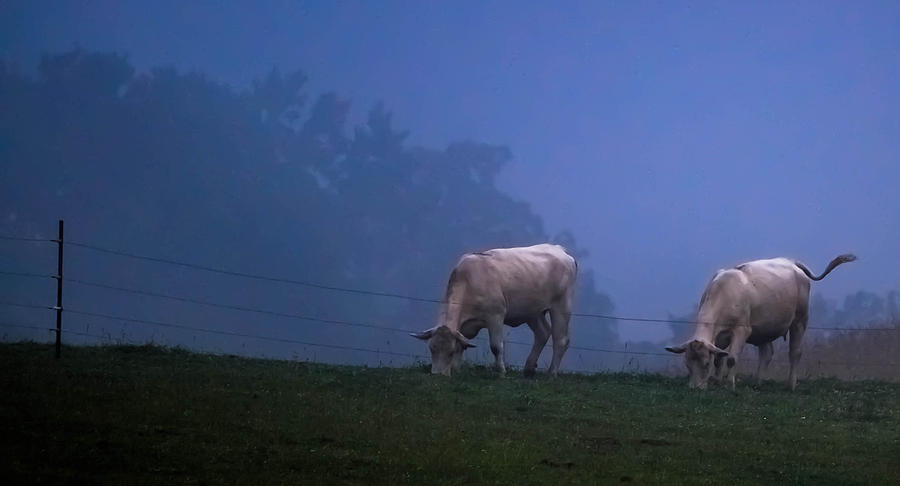 Fog Cows Photograph by Brian Stevens