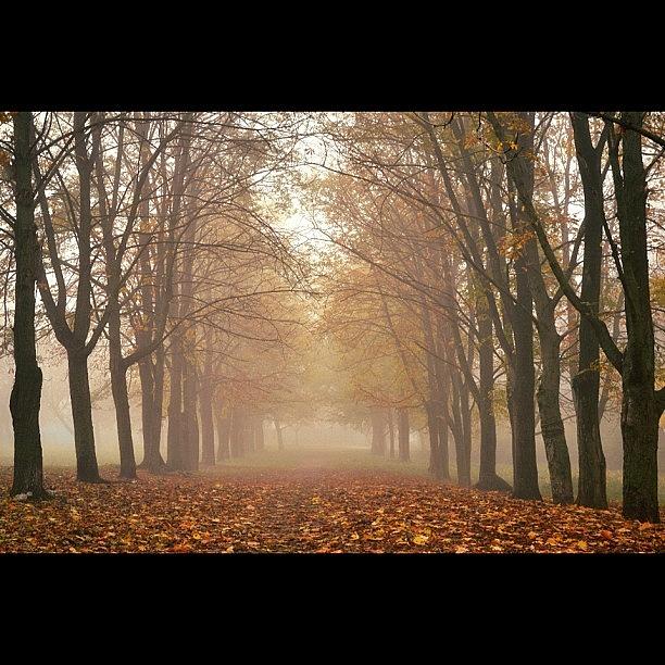 Nature Photograph - #fog #foggy #autumn #fall #f4f #f4l by Raman Aharodni