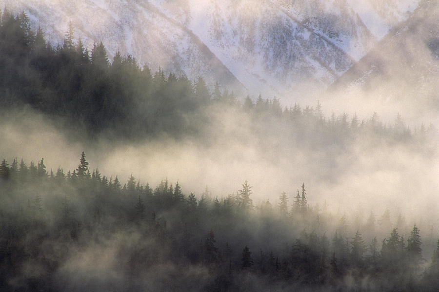 Mp Photograph - Fog In Old Growth Forest, Chilkat River by Gerry Ellis