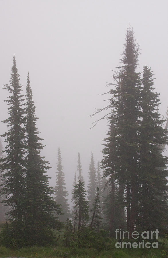 Fog Obscures Photograph by Katie LaSalle-Lowery