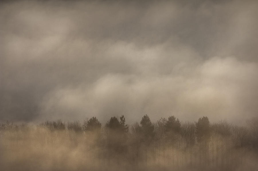 Tree Photograph - Fog Wall by Andy Astbury