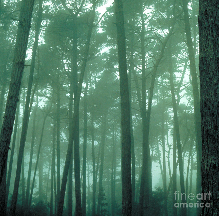 Fog With Trees Photograph by Bernard Pierre Wolff