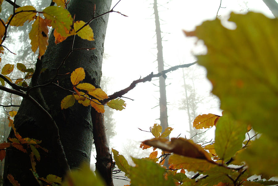 Foggy autumn beech forest Photograph by Ulrich Kunst And Bettina Scheidulin