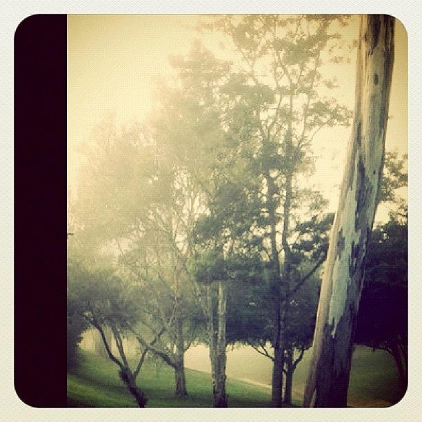 Foggy Autumn Morning Photograph by Sara Bourner