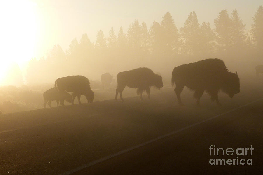 Foggy Bison Photograph by Bob and Nancy Kendrick