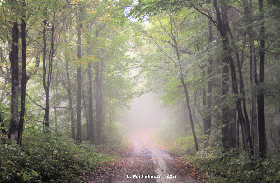 Tree Photograph - Foggy Country Road by Carolyn Postelwait