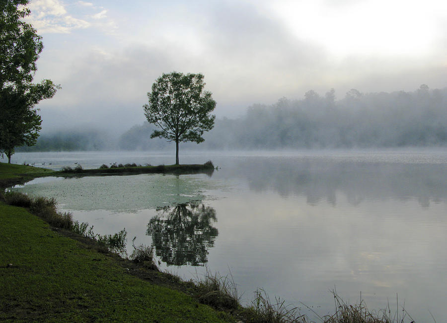 Tree Photograph - Foggy Dawn by Susan Taylor