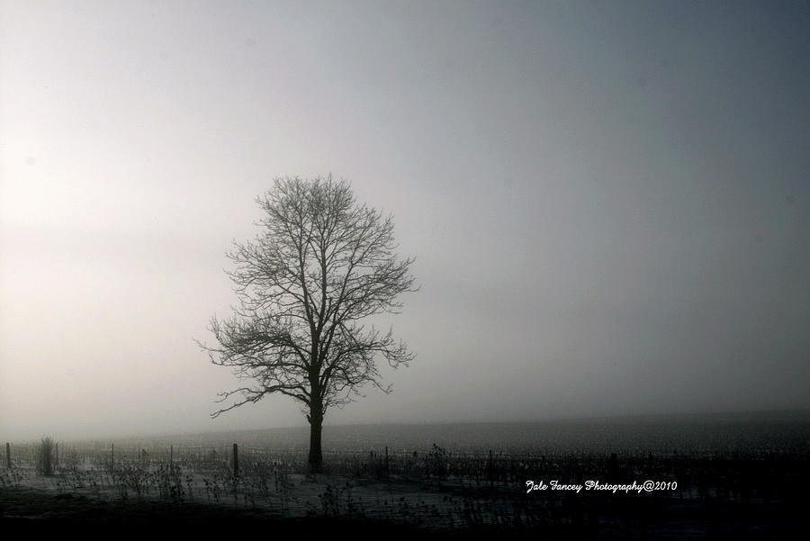 Foggy March Morning Photograph by Jale Fancey