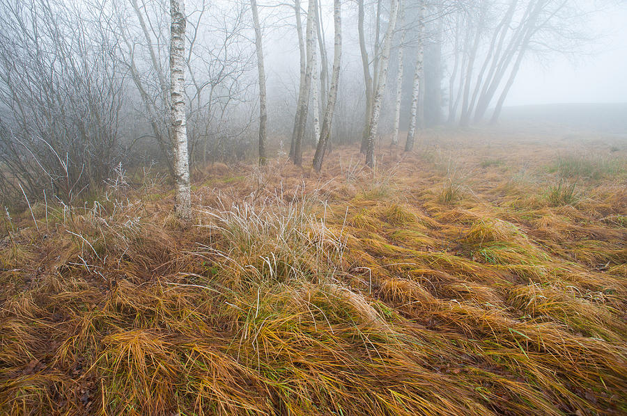 foggy-moor-landscape-with-birch-trees-olaf-broders.jpg