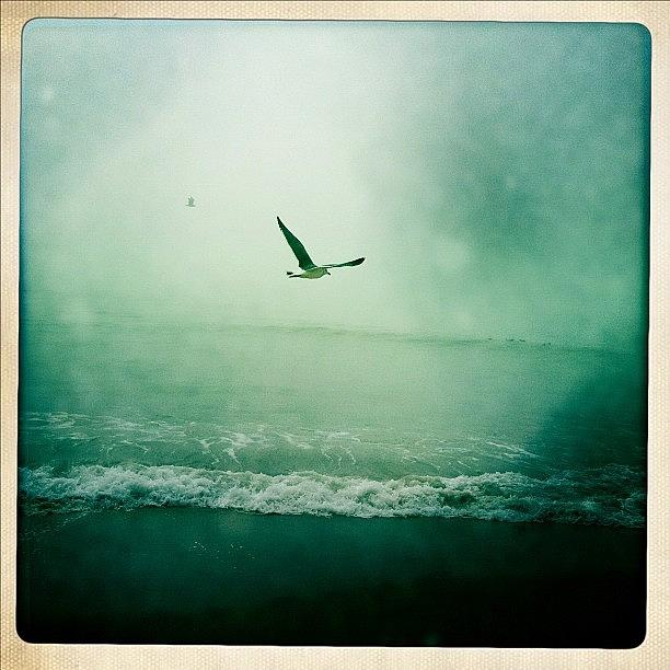 Seagull Photograph - Foggy Morning Flight by Todd Kelley