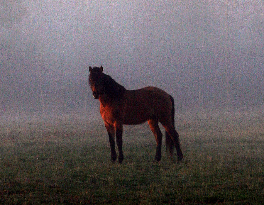 Foggy Morning Greeting Photograph by Karen Harrison Brown