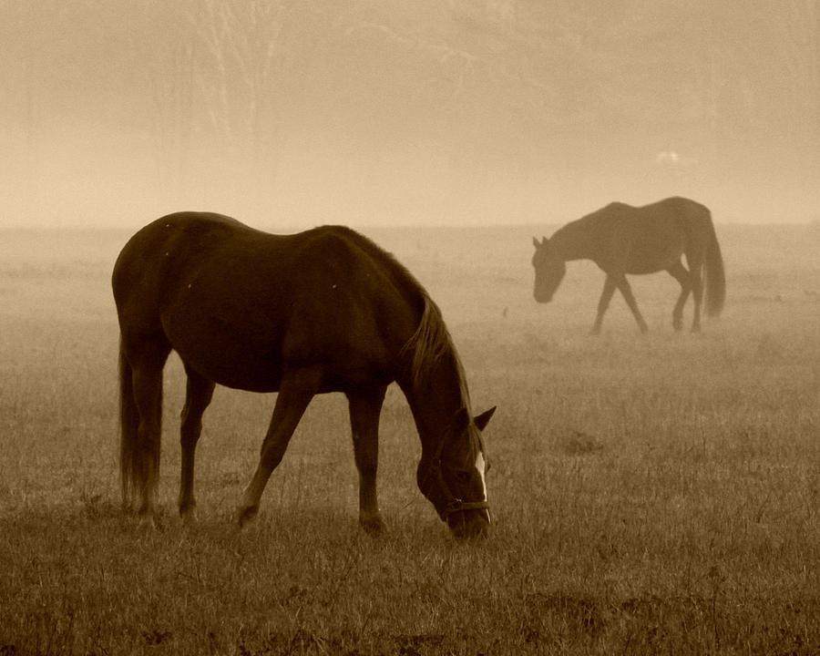 Foggy Morning Horses 017 Photograph by Mark J Seefeldt