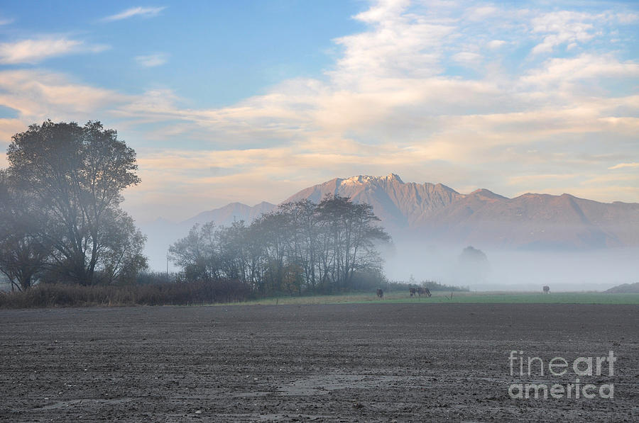 Tree Photograph - Foggy morning by Mats Silvan