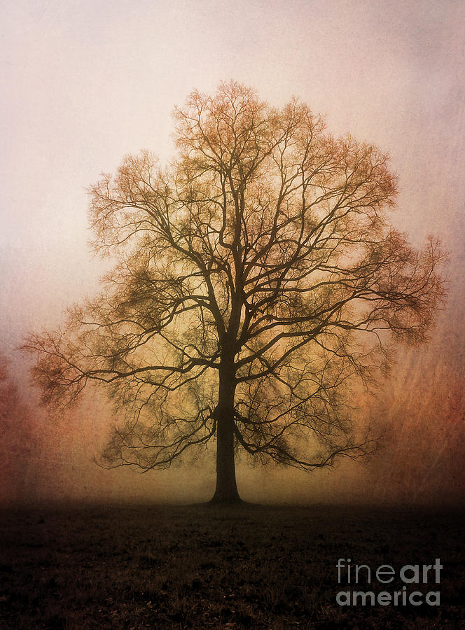 Foggy Morning Oak Photograph by Deborah Smith