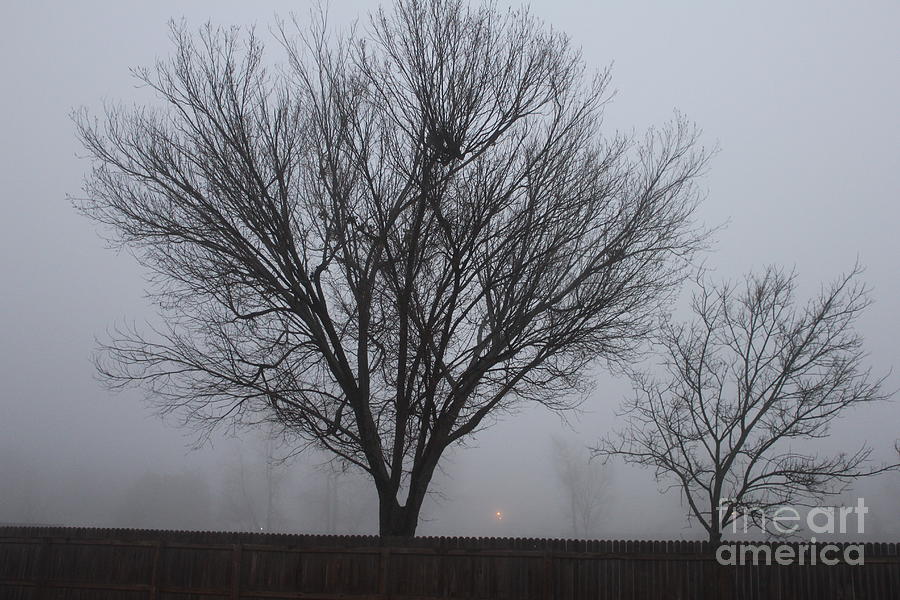 Tree Photograph - Foggy Morning by Sheri Simmons