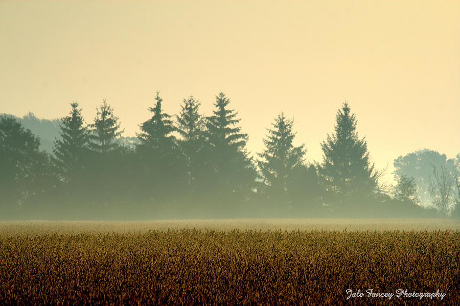 Foggy morning sunrise in the country Photograph by Jale Fancey