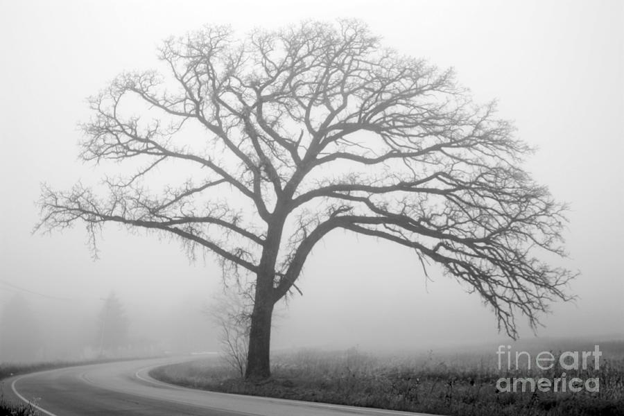 Foggy Oak Photograph by David Bearden