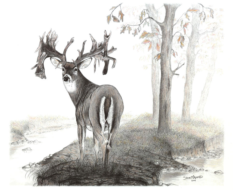 Deer Drawing - Foggy Ohio Legend by Steve Maynard