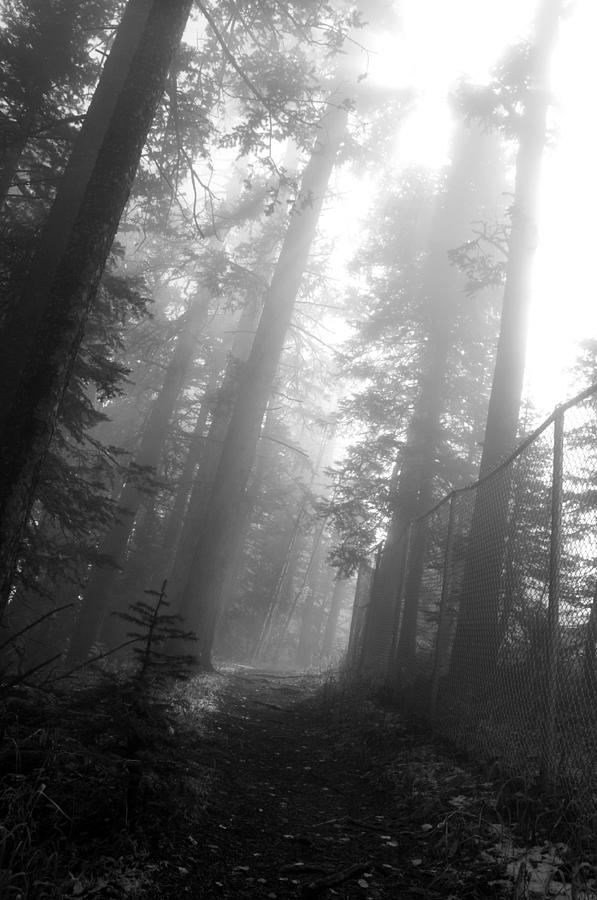 Foggy Path Photograph by Jim Norwood