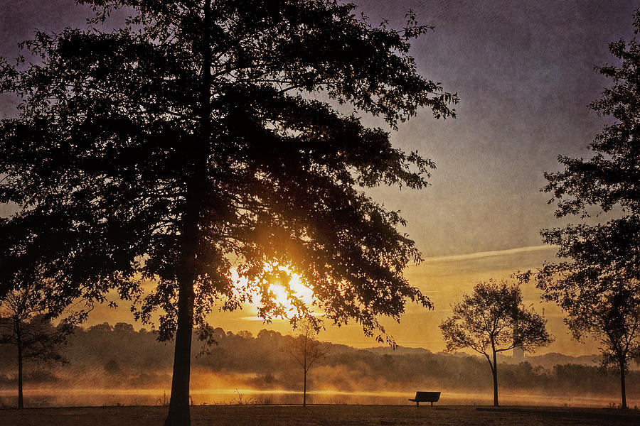 Tree Photograph - Foggy Sunrise by Cheryl Davis